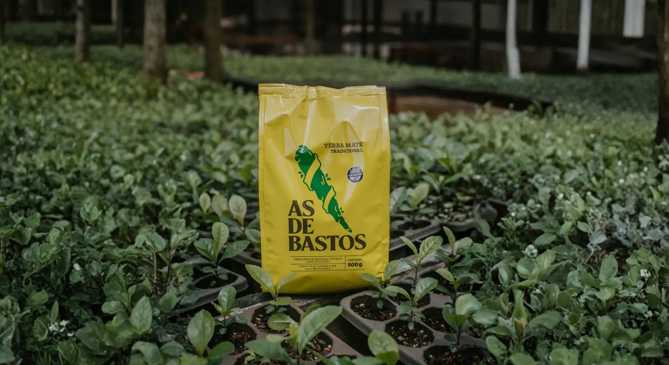 Yerba mate ambijent i uživanje u prirodnom napitku Casa de Mate